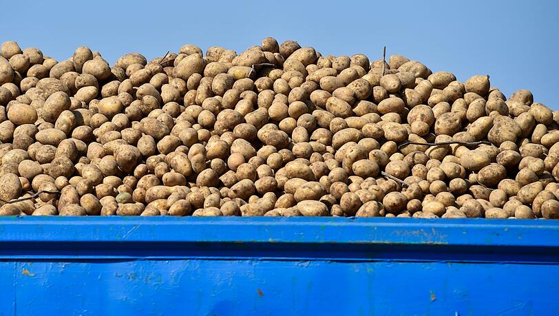Rund Sechs Tonnen Kartoffeln verlor der Landwirt auf der B2. (Symbolbild)
