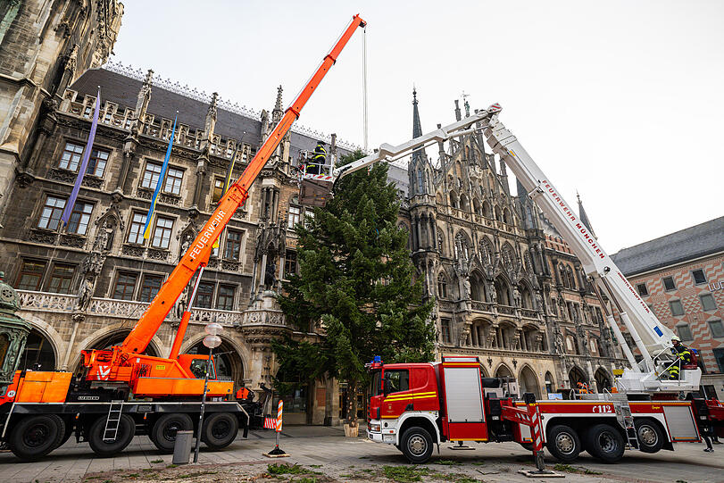 Feuerwehrleute stellen mit Hilfe eines Krans den Weihnachtsbaum auf dem Marienplatz auf.