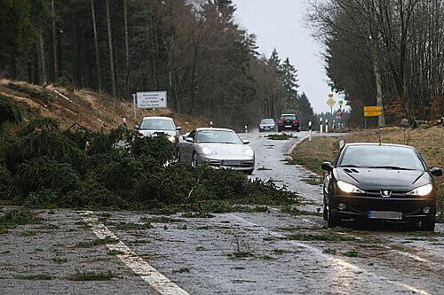 Umgestürzte Bäume in der Eifel: Orkantief "Xynthia"
