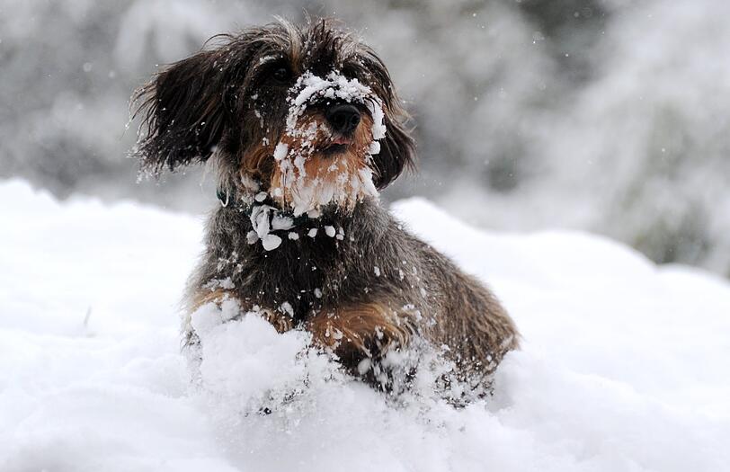 Ein Hund tobt durch den verschneiten Olympiapark. In der Nacht wurde München mit Pulverschnee bedeckt.