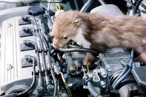 Gefahr im Motorraum: ein gefäßiger Marder in Aktion.