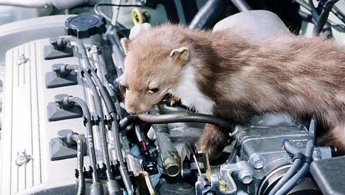 Gefahr im Motorraum: ein gefäßiger Marder in Aktion. Gefahr im Motorraum: ein gefäßiger Marder in Aktion.
