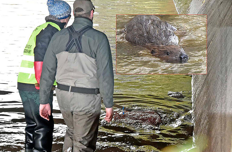 Der äußerst irritierte Biber vom Eisbach: Erst verschwand das Wasser, dann kamen die Fischer. Doch es gibt gute Neuigkeiten für den schwimmenden Säuger: Am Freitag wird sein Zuhause wieder geflutet.