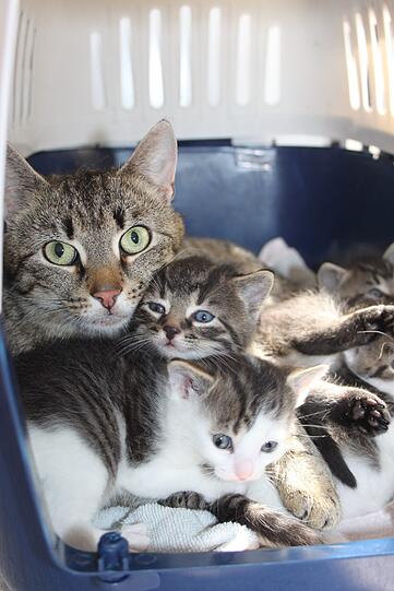 Emily ist eine entspannte Katzenmama.
