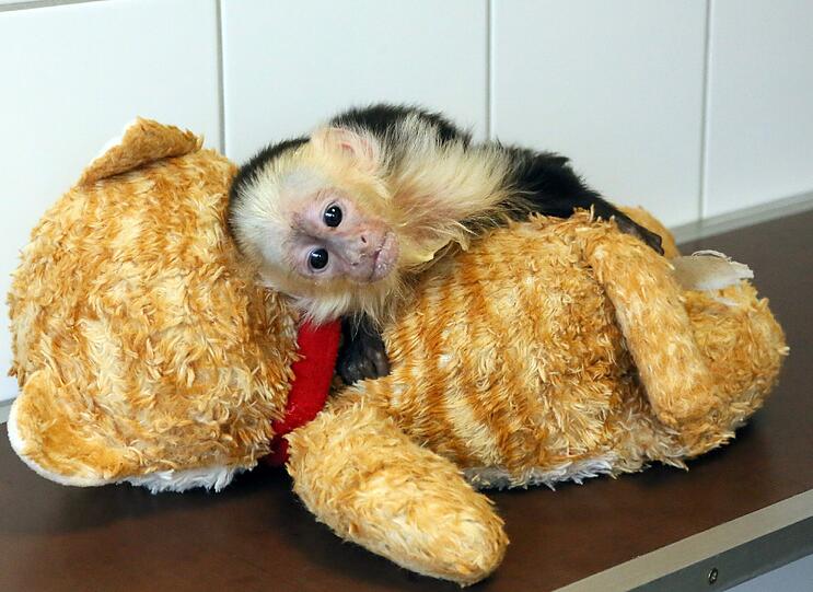 So süß: Der Affe "Mally" von Justin Bieber wartet im Tierheim