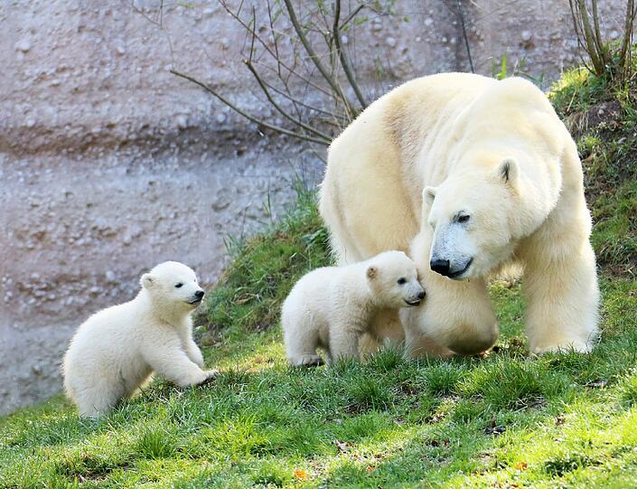 Zwei Jahre lang waren die Eisbären-Zwillinge der Publikumsmagnet im Tierpark. Hier einige Archivbilder.