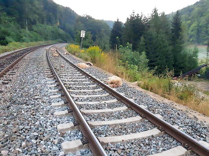 Die toten Schafe liegen zwischen und neben den Gleisen der Bahnstrecke.
