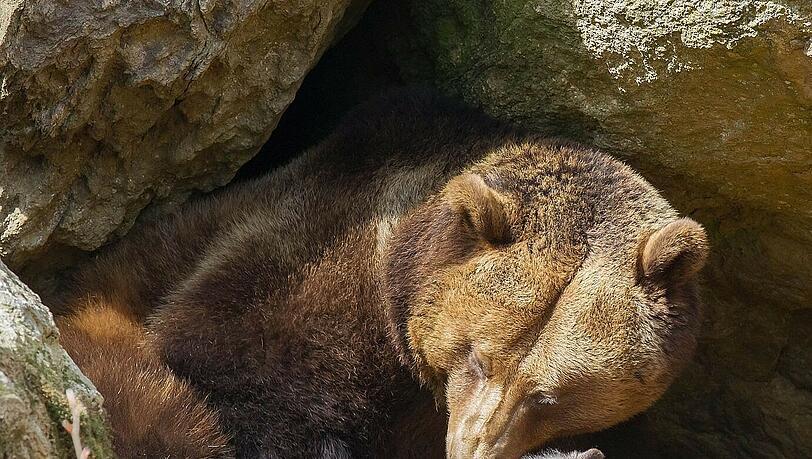 Bären-Mutter Luna mit ihrem Nachwuchs - mittlerweile sind alle drei Jungtiere gestorben. Bären-Mutter Luna mit ihrem Nachwuchs - mittlerweile sind alle drei Jungtiere gestorben.