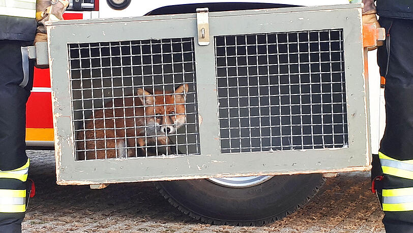 Der Fuchs war offenbar wenig begeistert, dass er von seinem Festmahl entfernt wurde.