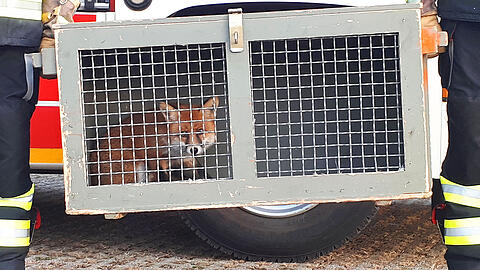 Der Fuchs war offenbar wenig begeistert, dass er von seinem Festmahl entfernt wurde.