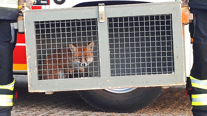 Der Fuchs war offenbar wenig begeistert, dass er von seinem Festmahl entfernt wurde.