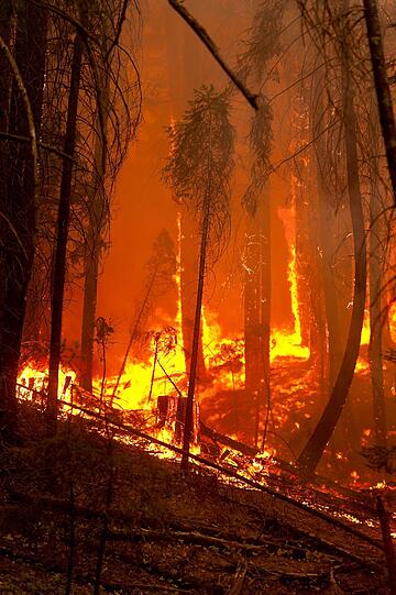 Die Waldbrände in der kalifornischen Sierra Nevada haben den Yosemite-Nationalpark erreicht. Die Bilder der Feuersbrunst!