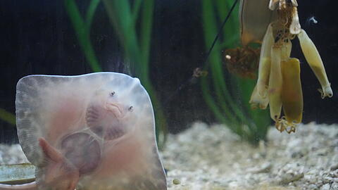 Ein Rochen von unten: seltener Anblick im Sealife, wenn die Tiere im Mittelmeerbecken gef&uuml;ttert werden. Sieht fast aus wie ein Smiley.