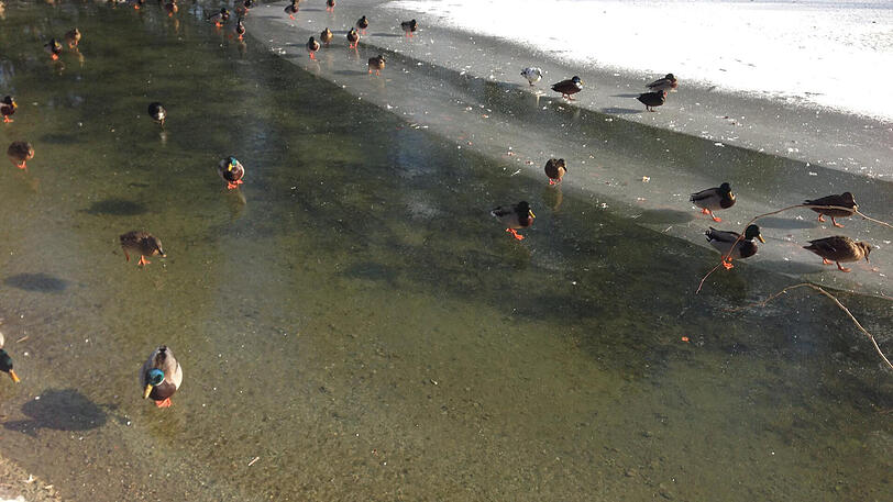 Cool: Enten spazieren auf dem gefrorenen Hinterbrühler See.