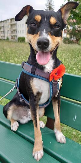 Otto