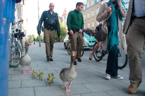 Polizisten zeigen den Gänsen den rechten Weg zurück in den Englischen Garten.