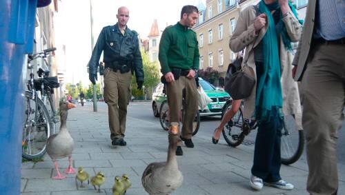 Polizisten zeigen den Gänsen den rechten Weg zurück in den Englischen Garten. Polizisten zeigen den Gänsen den rechten Weg zurück in den Englischen Garten.