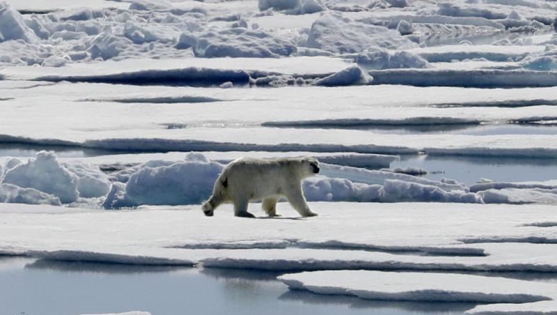 Das Polareis schmilzt, die Eisbären müssen bei der Nahrungssuche notgedrungen immer näher an menschliche Siedlungen heranrücken. Das Polareis schmilzt, die Eisbären müssen bei der Nahrungssuche notgedrungen immer näher an menschliche Siedlungen heranrücken.