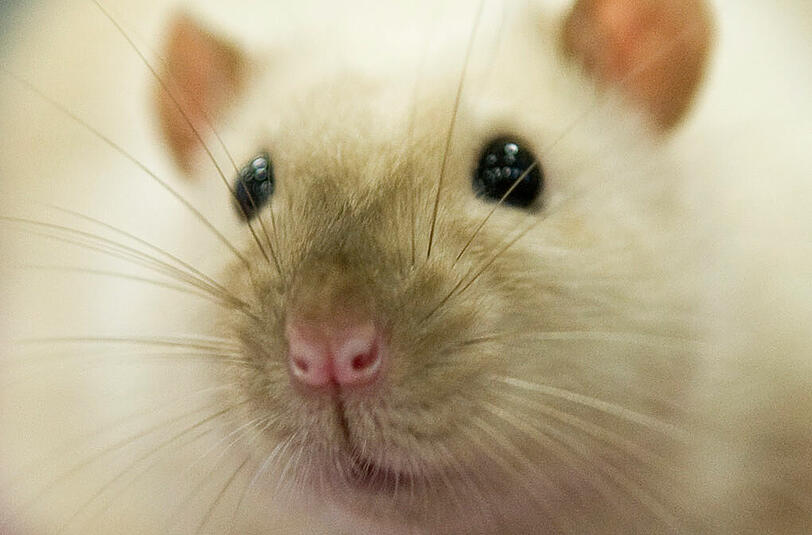 50 Ratten hatte eine Frau in Kempten in ihrer Wohnung.