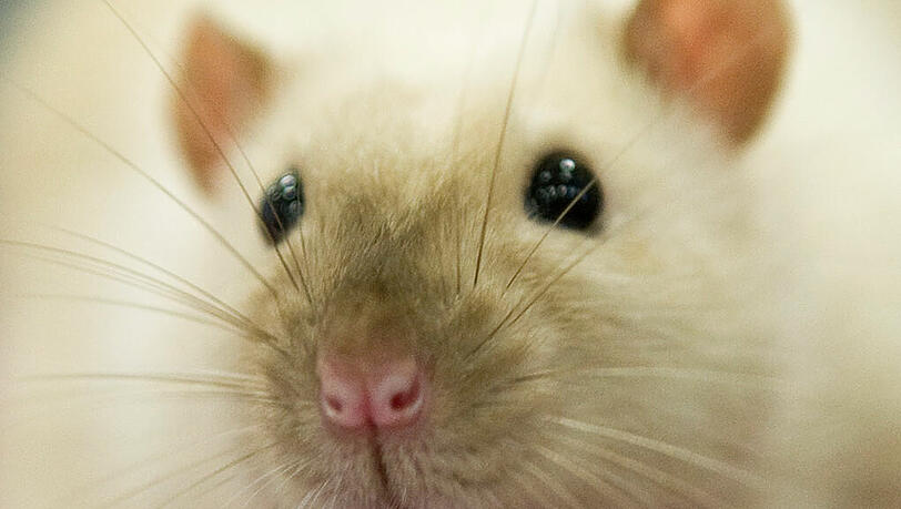 50 Ratten hatte eine Frau in Kempten in ihrer Wohnung. 50 Ratten hatte eine Frau in Kempten in ihrer Wohnung.