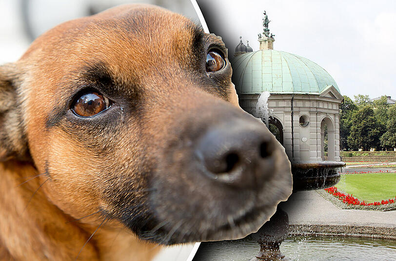 &bdquo;Pico&ldquo; halb Pinscher, halb Terrier. Er soll durch Bellen eine Feier gestört haben.