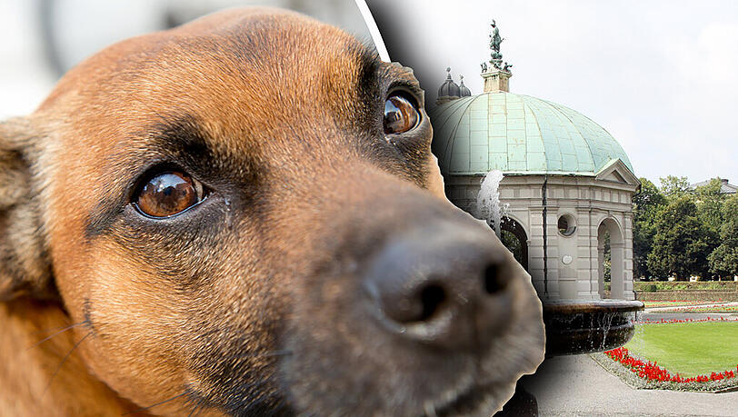 „Pico“ halb Pinscher, halb Terrier. Er soll durch Bellen eine Feier gestört haben. „Pico“ halb Pinscher, halb Terrier. Er soll durch Bellen eine Feier gestört haben.