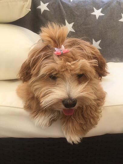 Bella