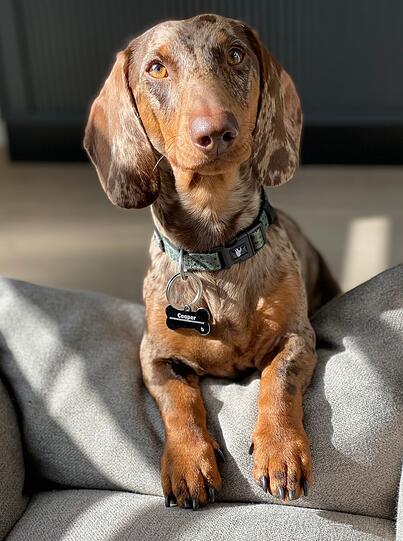 Cooper