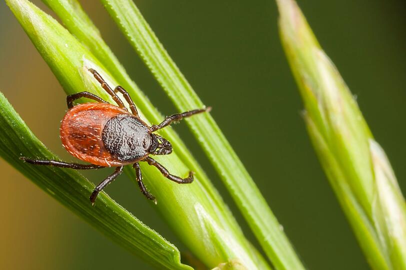 Zecken gelten als gefährliche Parasiten, die durch Bisse Krankheiten, wie etwa das FSME-Virus (Hirnhautentzündung) übertragen können. Die Blutsauger können ebenfalls Überträger des Bakteriums "Borrelia burgdorferi" sein, welches beim Menschen Borreliose verursachen kann - eine komplizierte Infektionskrankheit, die Organe, Nervensystem, Gelenke sowie Gewebe befallen kann. Zecken gelten als gefährliche Parasiten, die durch Bisse Krankheiten, wie etwa das FSME-Virus (Hirnhautentzündung) übertragen können. Die Blutsauger können ebenfalls Überträger des Bakteriums "Borrelia burgdorferi" sein, welches beim Menschen Borreliose verursachen kann - eine komplizierte Infektionskrankheit, die Organe, Nervensystem, Gelenke sowie Gewebe befallen kann.