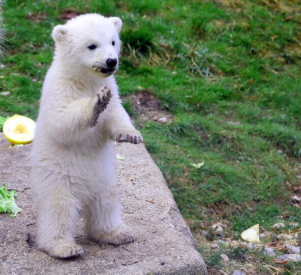 Die Eisbärenbabys begeistern die Besucher vom Tierpark Hellabrunn.