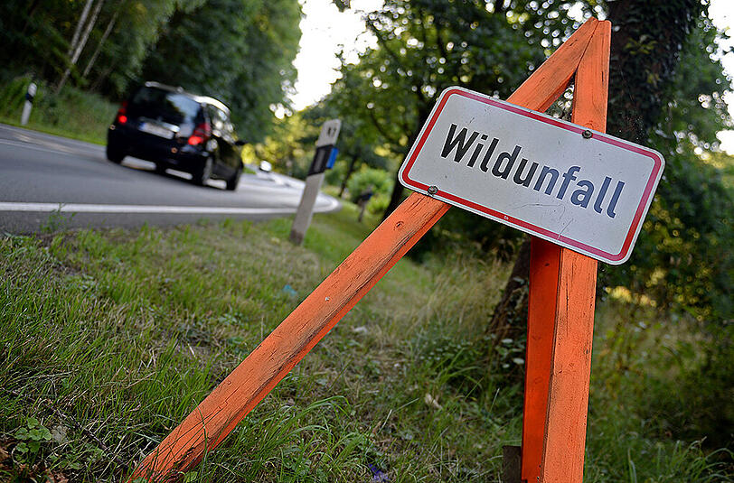 Jetzt im Herbst steigt die Wildunfall-Gefahr wieder stark an.