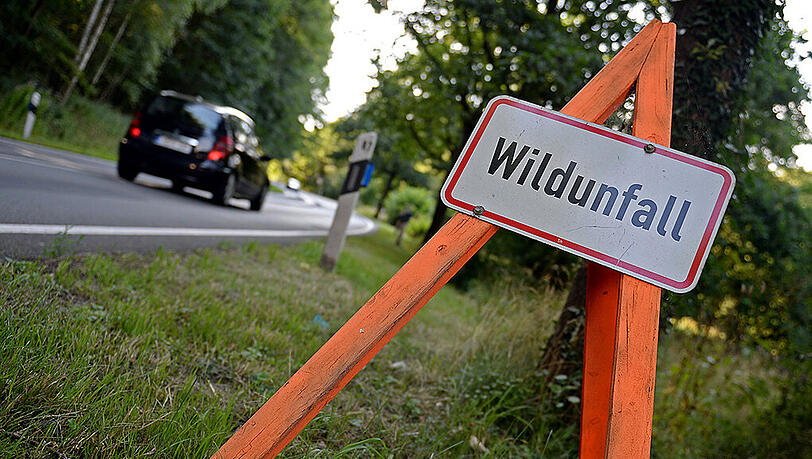 Jetzt im Herbst steigt die Wildunfall-Gefahr wieder stark an. Jetzt im Herbst steigt die Wildunfall-Gefahr wieder stark an.