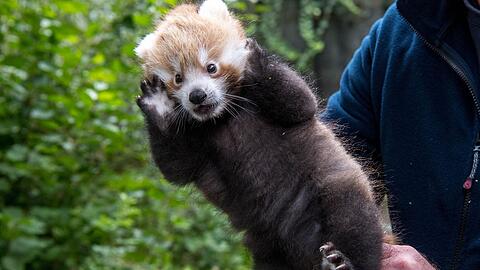 Das neueste Mitglied der Roten Panda-Familie ist ein Mädchen!