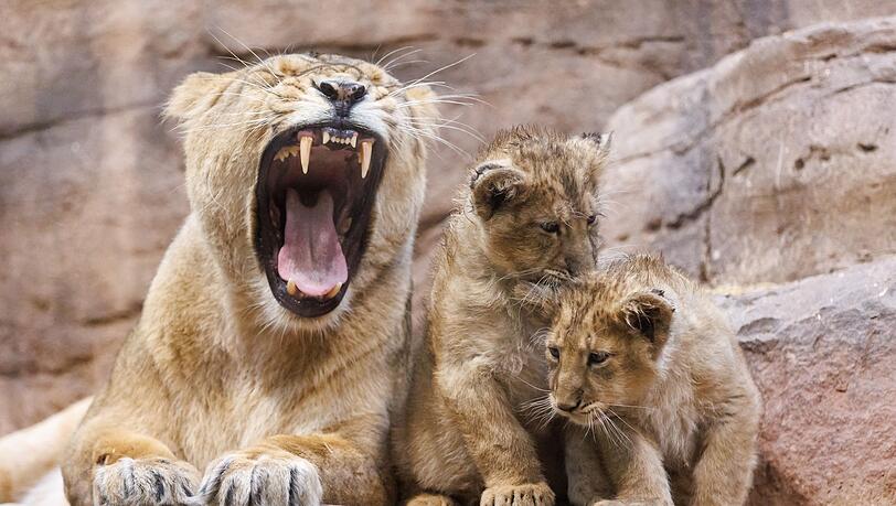 Im Nürnberger Tiergarten ist ein Löwen-Baby gestorben - vermutlich wurde es von der Mutter aufgefressen (Archivbild).
