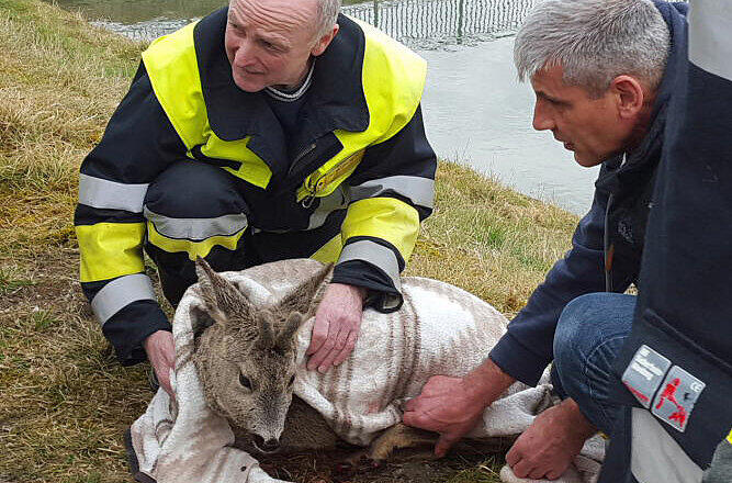 Bei Waldkraiburg wurde ein Reh aus dem Innkanal gerettet.