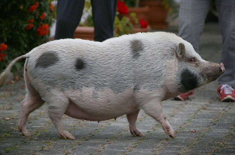 "Sissi" on Tour - die Bilder der Entdeckungsreise von Bayerns (spätestens jetzt) berühmtesten Hausschwein.