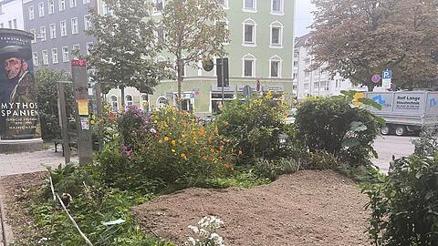 So sieht das einst blühende Beet aktuell aus. Margarete Vila konnte den Bagger gerade noch stoppen, der ein Loch graben wollte.