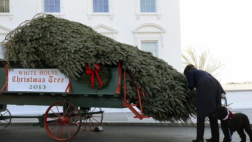 Der Weihnachtsbaum für das Weiße Haus ist da. Der Weihnachtsbaum für das Weiße Haus ist da.