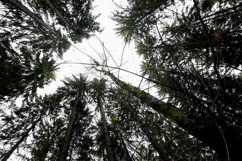 ... oder zu Fuß: Der Wald ist idyllisch. Umweltschützer fordern, dass das so bleiben soll.