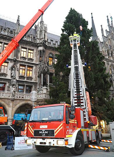 Ganze 27 Meter hoch ist die Fichte, die heute vor dem rathaus aufgestellt wurde.