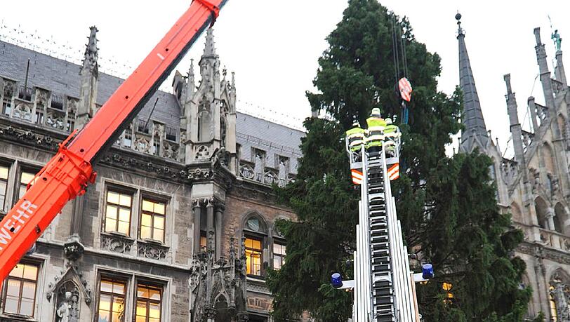 Ganze 27 Meter hoch ist die Fichte, die heute vor dem rathaus aufgestellt wurde. Ganze 27 Meter hoch ist die Fichte, die heute vor dem rathaus aufgestellt wurde.