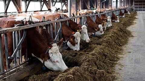 Die K&uuml;he leben in einem Offenfrontstall.