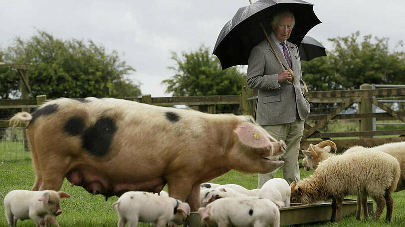 Prinz Charles bei seinem Besuch im Cotswold Farm Park.