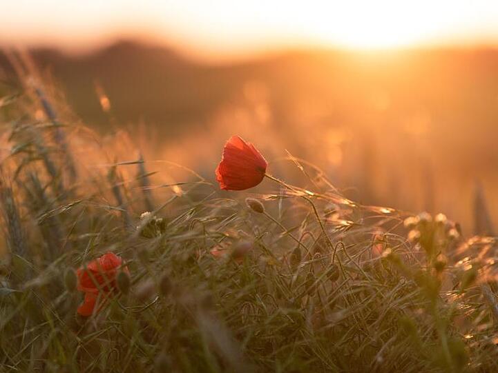Das Licht der untergehenden Sonne scheint auf eine Mohnblume. Foto: Nicolas Armer