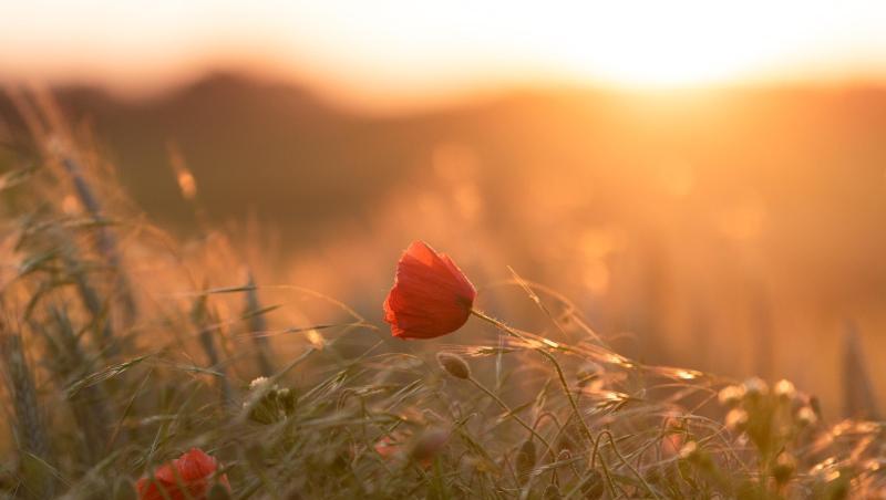 Das Licht der untergehenden Sonne scheint auf eine Mohnblume. Foto: Nicolas Armer Das Licht der untergehenden Sonne scheint auf eine Mohnblume. Foto: Nicolas Armer