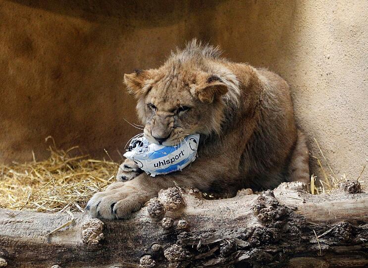 Zwei einjährige Löwenjungs wohnen seit einigen Tagen im Tierpark Hellabrunn. Und der TSV 1860 hat für sie eine Patenschaft übernommen. Klicken Sie durch die besten Aufnahmen von den verspielten Tieren!
