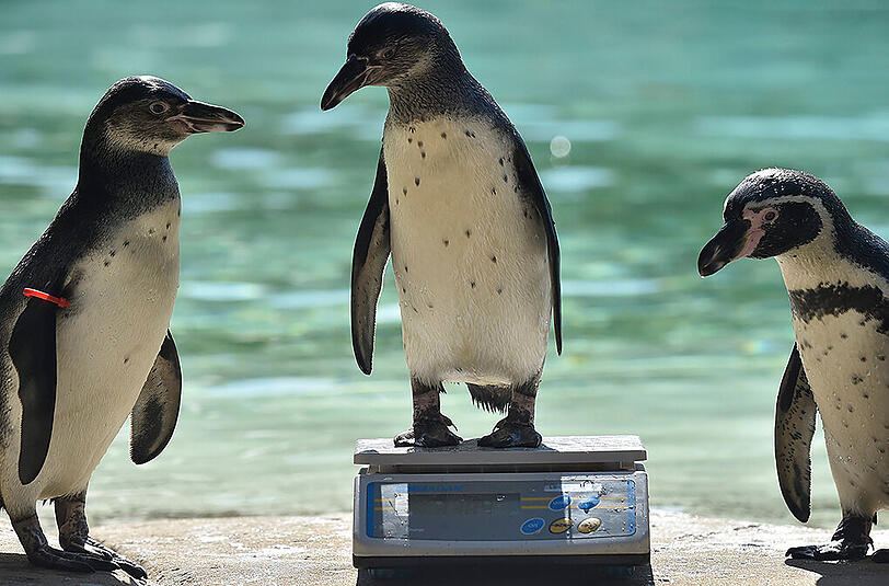 Um zu ihrem Futter zu gelangen, wurden die Pinguine über die Waage umgeleitet.
