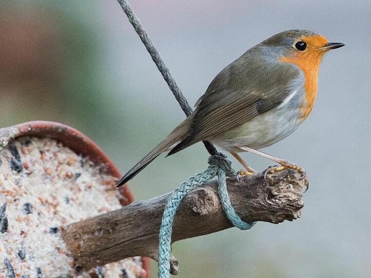 Ein Rotkehlchen (Erithacus rubecula) steht auf einem Ast in einem Garten an einer Fütterungsstelle. Vom 4. bis 6. Januar ruft der Naturschutzbund Deutschland (Nabu) zu seiner traditionellen Wintervogel-Zählung auf.