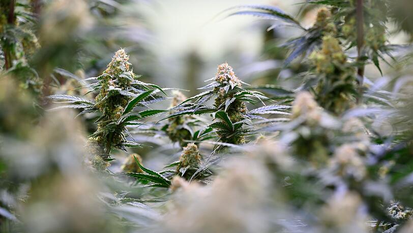 15 Cannabispflanzen fanden Beamte bei einem jungen Mann in der Wohnung. (Symbolbild) 15 Cannabispflanzen fanden Beamte bei einem jungen Mann in der Wohnung. (Symbolbild)