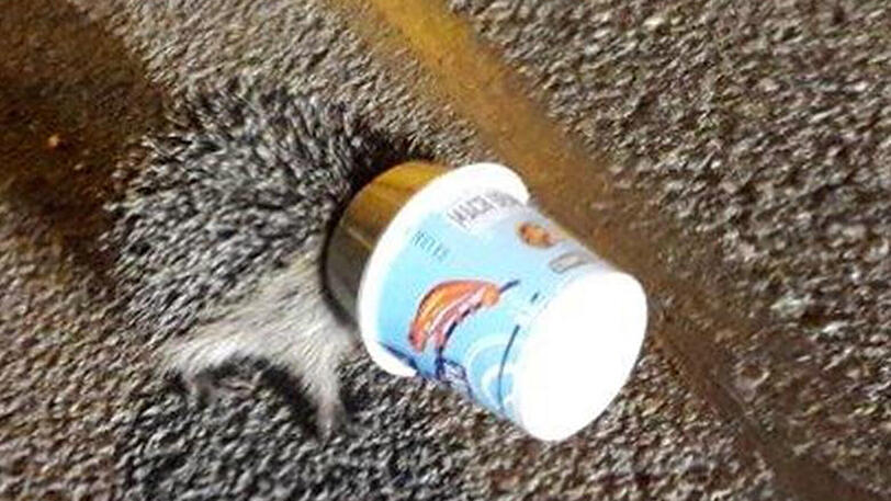 Igel in Not: Der Becher war aus einem fahrenden Auto geworfen worden.